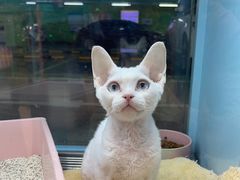-FAELING PETS美天灵宠物(合生汇店)