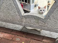 -北极阁公园