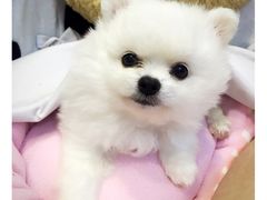 -芭比堂动物医院·24小时·眼科中心(深圳中心)