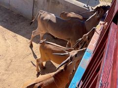 -西霞口神雕山野生动物世界