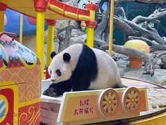 -广州长隆国际大马戏