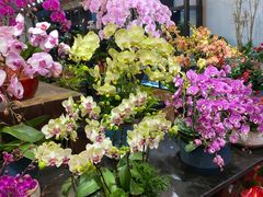 -双季花艺园艺市场(浦东店)