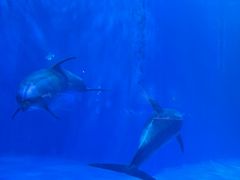 -多彩贵州城极地海洋世界