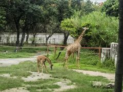 -深圳野生动物园