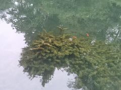 -成都市活水公园