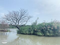 -大湾区中央湿地公园