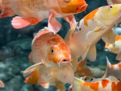 -上海海洋水族馆