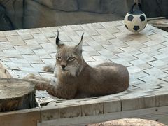-青藏高原野生动物园