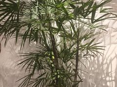 -麓椿花园西餐厅(海乐世界店)