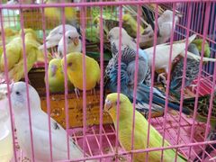 -桂林市花鸟市场