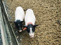 -前小桔亲子创意农场·草莓采摘·露营烧烤