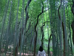 -青龙山国家森林公园