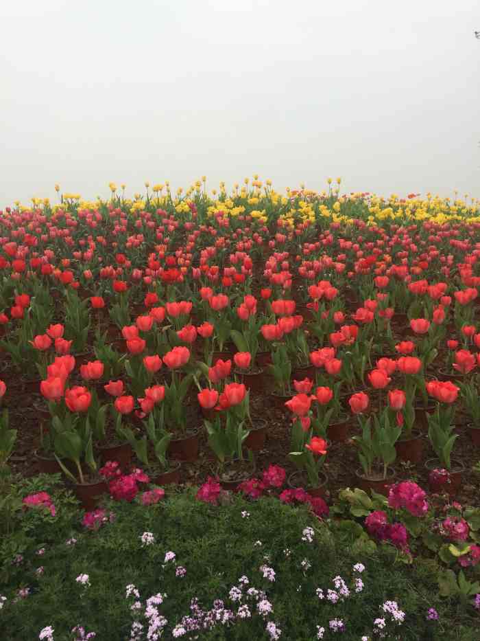 蔚然花海-"龙泉蔚然花海看太多次音乐节了这次星巢阵.