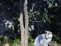 -西园寺