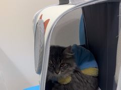 -佳雯宠物医院·皮肤科·内外科(春晓路分院)