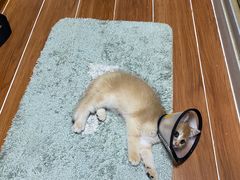-瑞鹏宠物医院·骨外科·心肾科·肿瘤科(九亭店)