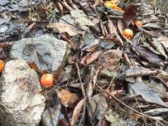 -终南山国家森林公园