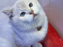 -满记甜品(王府井北京市百货大楼店)