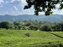 -雁南飞茶田景区