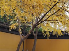 -西园寺素食(西园弄戒幢律寺店)