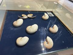 -青岛贝壳博物馆