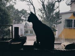-海边的猫和咖啡馆