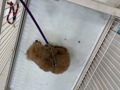 -天宠宠物医院24小时·急重症诊疗中心·全科·腔镜特色(和平分院)