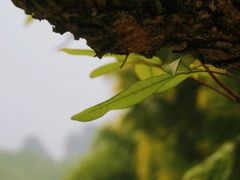 -张坝桂圆林公园