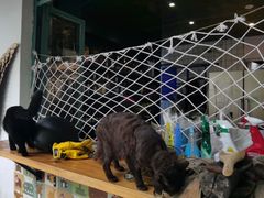 -喵屿·大理花园猫咖