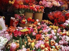 -越秀西湖花市(广州城市广场花卉店)