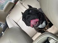 -萌宠之家·腊肠犬·马尔泰·小体犬舍