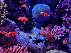 -暹罗海洋世界
