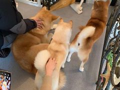 -喜柴咖啡·柴犬狗咖