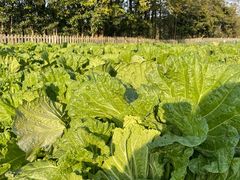 -前小桔亲子创意农场·草莓采摘·露营烧烤