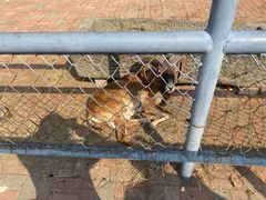 -长白岛森林公园