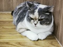 -藦茜花园宠物主题亲子互动体验馆(国顺东路店)