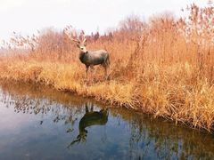 -溱湖国家湿地公园