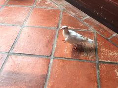 -梵天禅寺