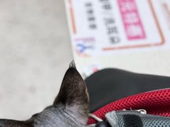 -瑞派康怡24h宠物医院·犬猫医疗中心·微创绝育(瑞景分院)