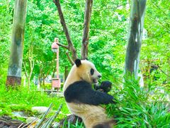 -都江堰中华大熊猫苑