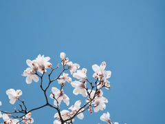 -无锡梅园公园