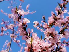 -桃花堤公园