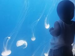 -烟台海昌鲸鲨海洋公园