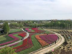 -杭州湾海上花田景区