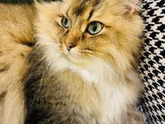 -猫域·湾主题猫咖·宠物吧(南坪城市广场店)