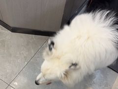 -半岛宠物医院24小时(西派城店)