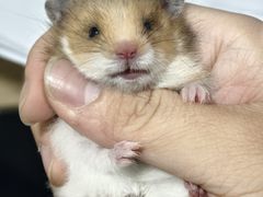 -老余杭面馆