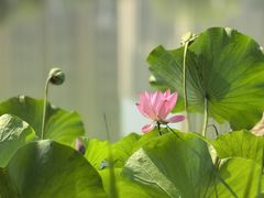 -木塔寺遗址生态公园