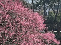 -中国茶叶博物馆(双峰馆区)