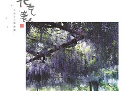 -嘉定紫藤园